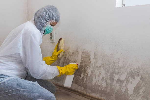 Athens, PA Mold Remediation Company