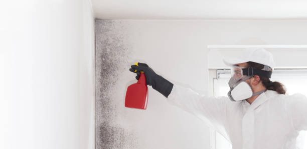 Best Residential Mold Remediation in Athens, PA